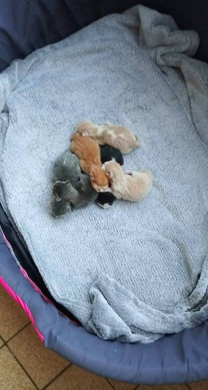 Channel participe au concours pour gagner de l'argent avec cette photo : canidae, carnivore, companion_dog, dog, dog_bed, dog_breed, fawn, non_sporting_group, paw, puppy, toy_dog