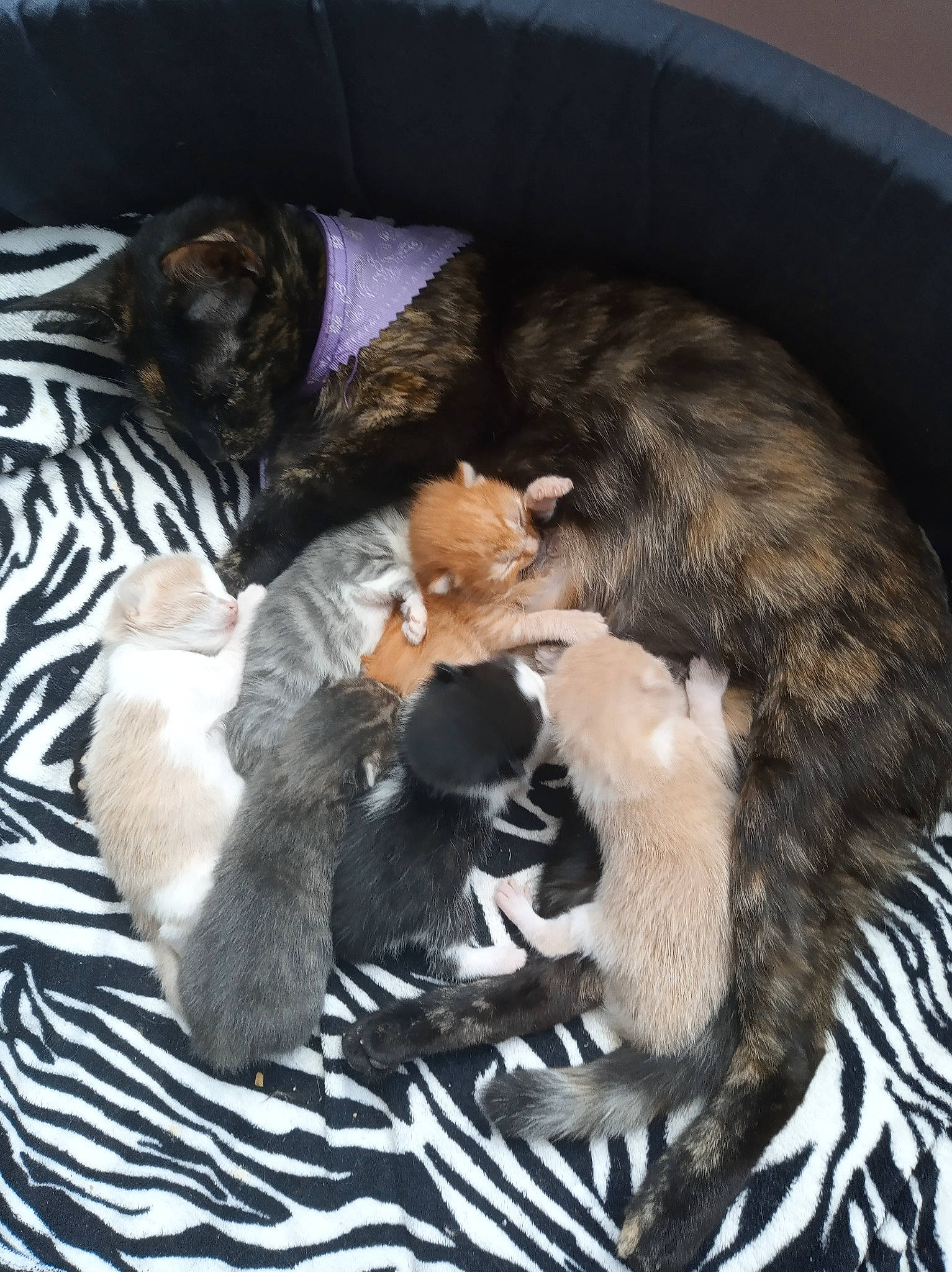 Channel participe au concours pour gagner de l'argent avec cette photo : carnivore, cat, claw, felidae, fur, german_rex, kitten, mammal, norwegian_forest_cat, small_to_medium_sized_cats, tail, whiskers