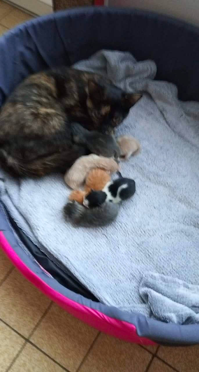 Channel a rejoint le concours — aidez-le/la à gagner de superbes lots ! canidae, carnivore, companion_dog, dog, dog_bed, dog_breed, fawn, nap, paw, puppy, shih_tzu