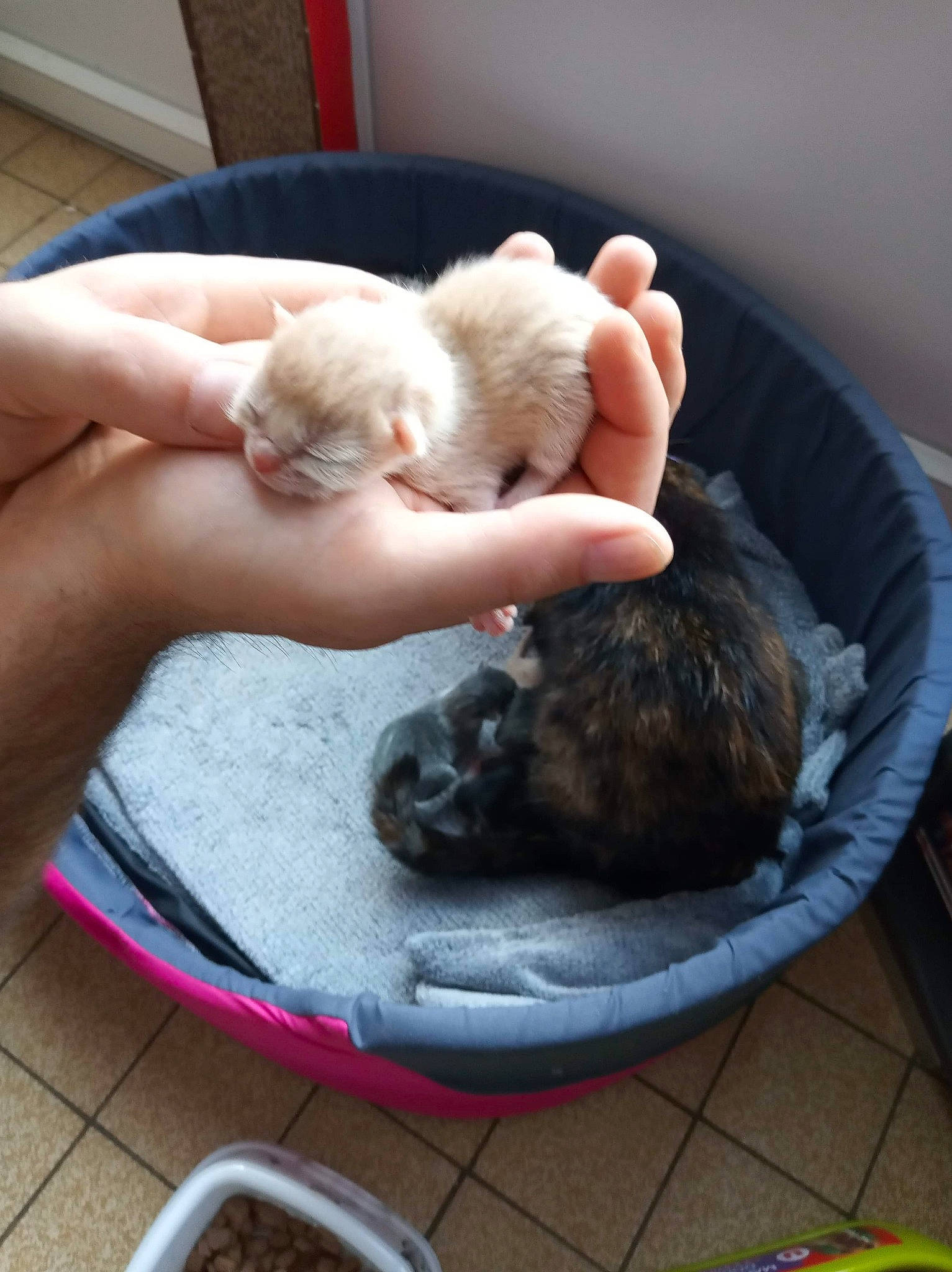 Channel participe au concours pour gagner de l'argent avec cette photo : canidae, carnivore, cat, child, felidae, kitten, play, puppy, shih_tzu, small_to_medium_sized_cats