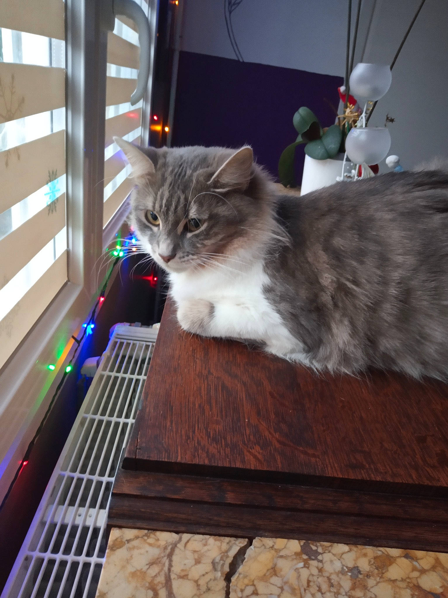 Mia a rejoint le concours — aidez-le/la à gagner de superbes lots ! carnivore, cat, domestic_short_haired_cat, felidae, floor, flooring, fur, hardwood, light, mammal, room, small_to_medium_sized_cats, tail, toy, varnish, vertebrate, whiskers, window, wood, wood_stain