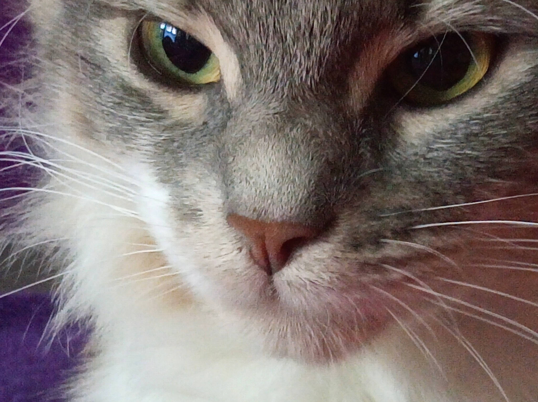 Mia a rejoint le concours — aidez-le/la à gagner de superbes lots ! carnivore, cat, close_up, curious, domestic_short_haired_cat, ear, eyelash, felidae, fur, iris, small_to_medium_sized_cats, snout, whiskers