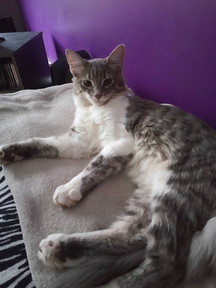 Mia a rejoint le concours — aidez-le/la à gagner de superbes lots ! bed, carnivore, cat, claw, comfort, domestic_short_haired_cat, felidae, fur, grey, linens, paw, room, sitting, small_to_medium_sized_cats, snout, tail, terrestrial_animal, whiskers