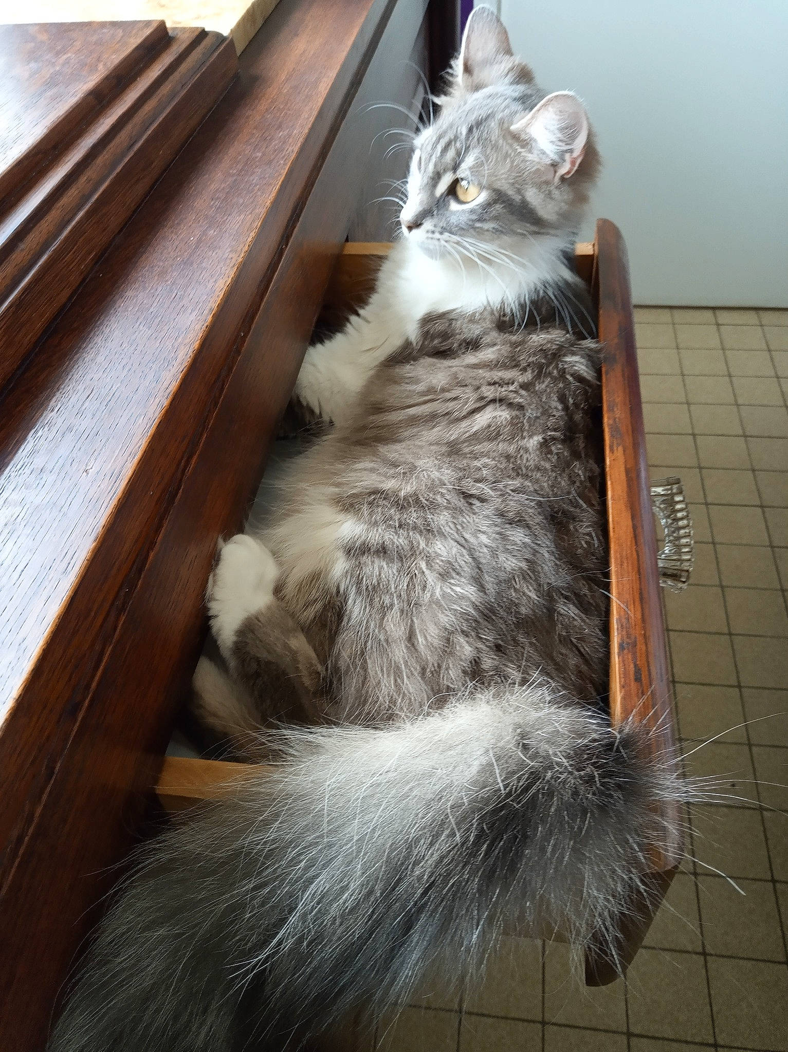 Mia participe au concours pour gagner de l'argent avec cette photo : carnivore, cat, claw, comfort, domestic_short_haired_cat, door, felidae, flooring, fur, grey, hardwood, paw, small_to_medium_sized_cats, tail, whiskers, wood