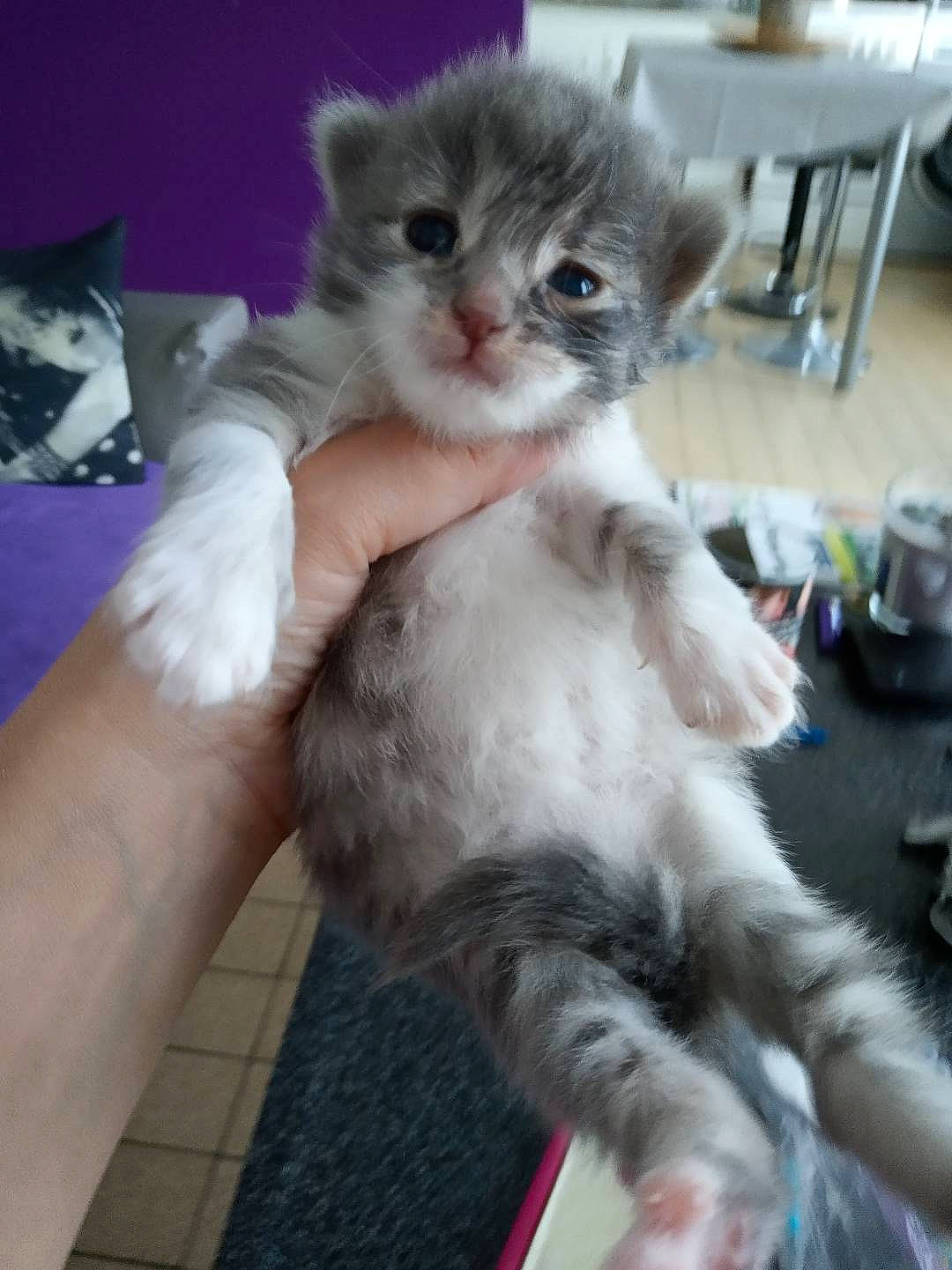 Mia participe au concours pour gagner de l'argent avec cette photo : carnivore, cat, claw, comfort, domestic_short_haired_cat, felidae, fur, gesture, lap, paw, small_to_medium_sized_cats, tail, whiskers