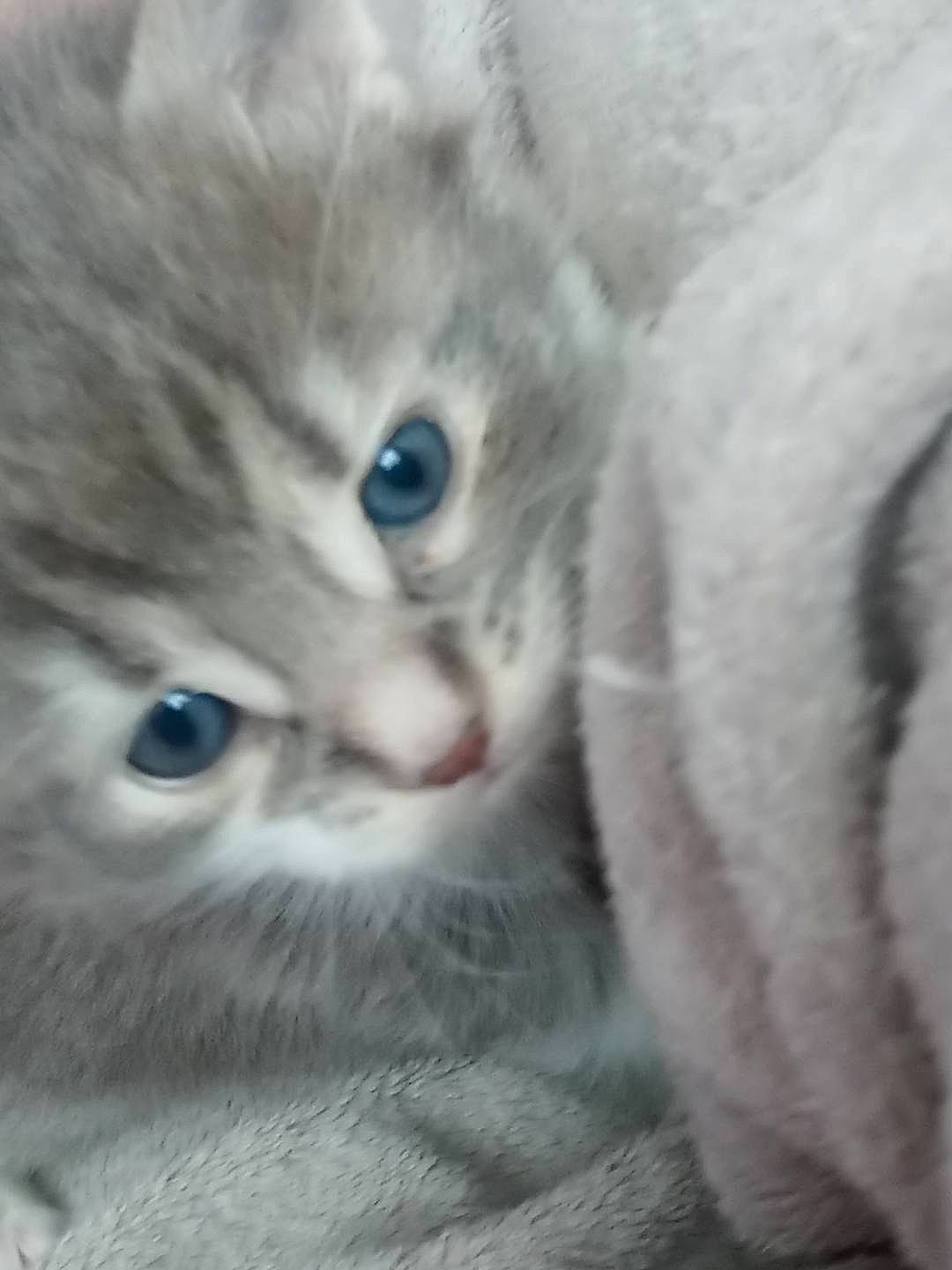 Mia participe au concours pour gagner de l'argent avec cette photo : carnivore, cat, close_up, comfort, domestic_short_haired_cat, electric_blue, felidae, fur, iris, paw, small_to_medium_sized_cats, snout, whiskers