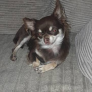 Victoire participe au concours pour gagner de l'argent avec cette photo : dog, small_dog, chihuahua, brown_dog, white_fur, pet, indoor, couch, textured_couch, relaxed, lying_down, fur, ears, paw, animal, companion, flash_reflection, cute, domestic_animal, resting