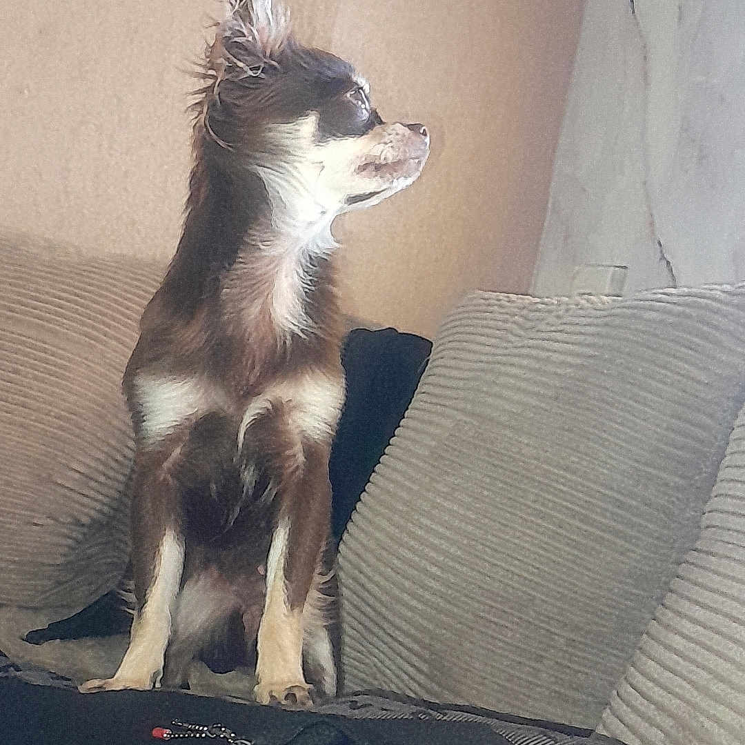 Victoire participe au concours pour gagner de l'argent avec cette photo : alert, animal, brown_dog, companion, couch, cozy, cushions, dog, domestic, ears_up, fluffy, furniture, home, indoor, looking_away, pet, side_view, sitting, small_dog, white_markings