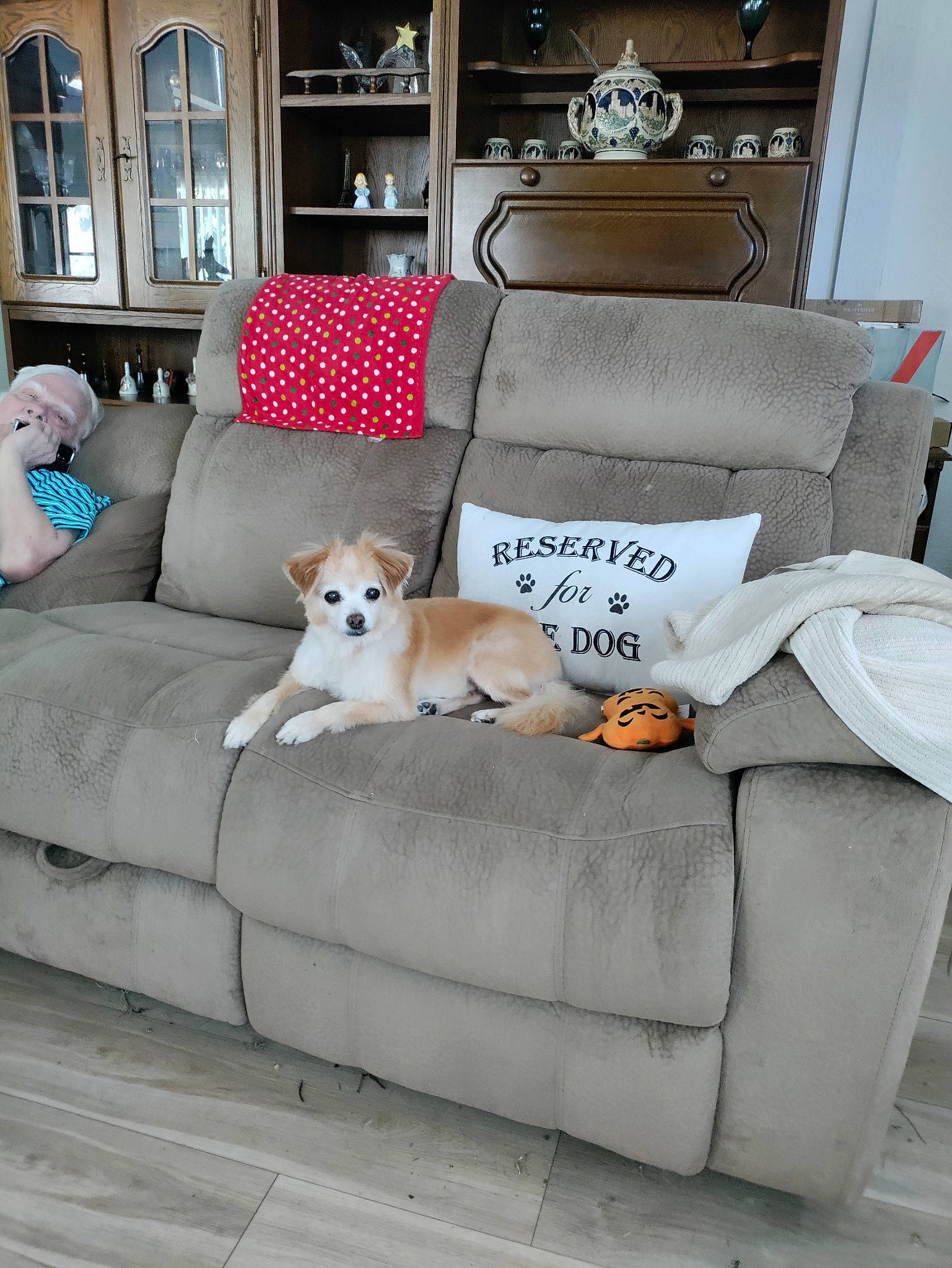 Lucky joined the competition — help win amazing prizes! bookcase, carnivore, comfort, companion_dog, couch, dog, dog_breed, dog_supply, fawn, flooring, furniture, interior_design, living_room, outdoor_furniture, picture_frame, shelf, sofa_bed, studio_couch, table, window