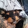 Appy participe au concours pour gagner de l'argent avec cette photo : puppy, dog, tattoo, arm, fur, black_fur, tan_fur, sleepy, close_up, person, shirt, zipper, dandelion_print, pet, cuddling, cozy, resting, indoor, cute, animal
