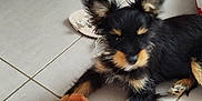 Appy participe au concours pour gagner de l'argent avec cette photo : puppy, dog, toy, plush, floor, tile, indoor, black, tan, fur, ears, paw, cabinet, sandal, lamp, cozy, pet, cute, animal, relaxing