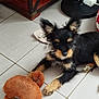 puppy, dog, toy, plush, floor, tile, indoor, black, tan, fur, ears, paw, cabinet, sandal, lamp, cozy, pet, cute, animal, relaxing
