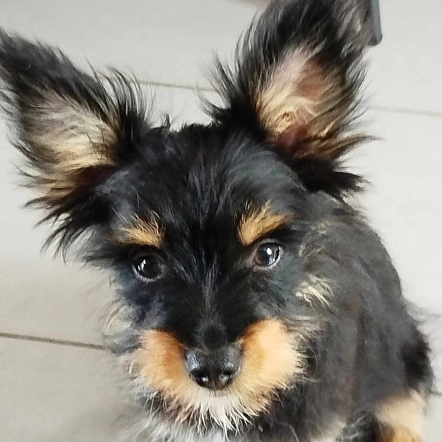 Appy a rejoint le concours — aidez-le/la à gagner de superbes lots ! adorable, animal, black_fur, brown_fur, close_up, curious, cute, dog, ears, face, floor, fluffy, fur, indoor, looking, pet, portrait, puppy, small_dog, young_dog