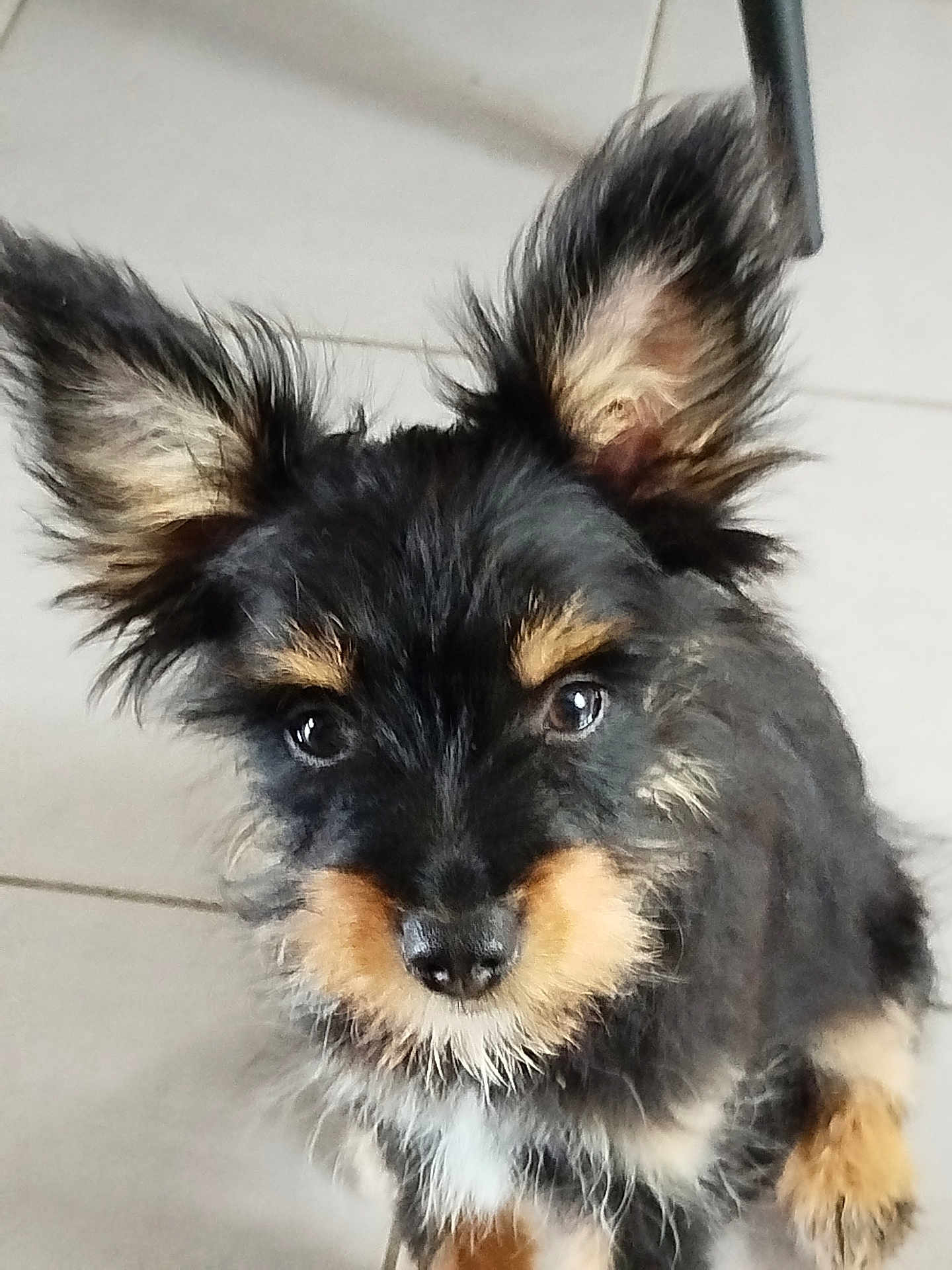 Appy a rejoint le concours — aidez-le/la à gagner de superbes lots ! puppy, dog, close_up, ears, fur, black_fur, brown_fur, face, cute, pet, animal, indoor, floor, looking, young_dog, fluffy, adorable, portrait, small_dog, curious