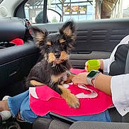 Appy a rejoint le concours — aidez-le/la à gagner de superbes lots ! puppy, dog, car_interior, person, blanket, watch, cup, window, seatbelt, jeans, casual_clothing, black_fur, brown_fur, pet, animal, indoor, seat, front_seat, small_dog, cute