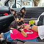 puppy, dog, car_interior, person, blanket, watch, cup, window, seatbelt, jeans, casual_clothing, black_fur, brown_fur, pet, animal, indoor, seat, front_seat, small_dog, cute