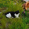 Hermes a rejoint le concours — aidez-le/la à gagner de superbes lots ! animal, black_and_white, cat, curious, feline, flora, garden, grass, greenery, leaves, nature, outdoor, pet, plant, relaxing, resting, stool, sunlight, terracotta_pot, wildlife