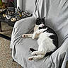 Hermes participe au concours pour gagner de l'argent avec cette photo : animal, armchair, black_and_white_cat, buddha_statue, cat, cozy, decorative_items, dried_flowers, feline, fur, indoor, living_room, paws, pet, quiet, relaxed, side_table, striped_cover, terrazzo_floor, whiskers