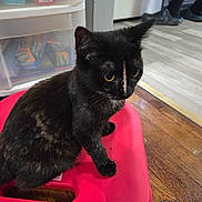 Fiona joined the competition — help win amazing prizes! cat, black_cat, kitten, indoor, kitchen, plastic_stool, floor, wooden_floor, person, legs, feet, socks, shoes, appliance, storage_drawer, box, curious, pet, animal, feline