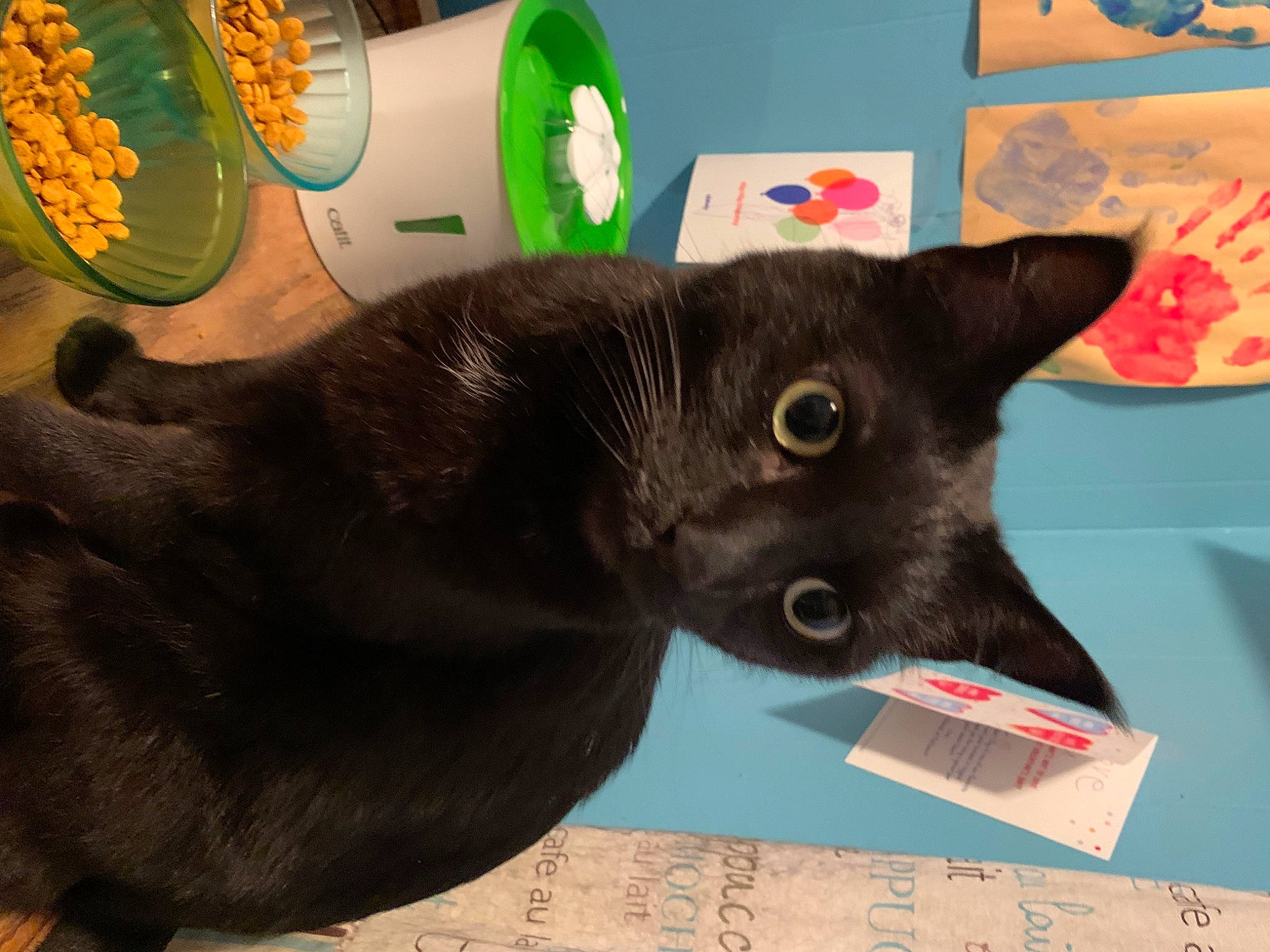Lightning Bolt joined the competition — help win amazing prizes! black_cat, bombay, box, carmine, carnivore, carton, cat, domestic_short_haired_cat, felidae, fur, havana_brown, liver, natural_foods, organism, paper_product, small_to_medium_sized_cats, snout, tail, whiskers, working_animal