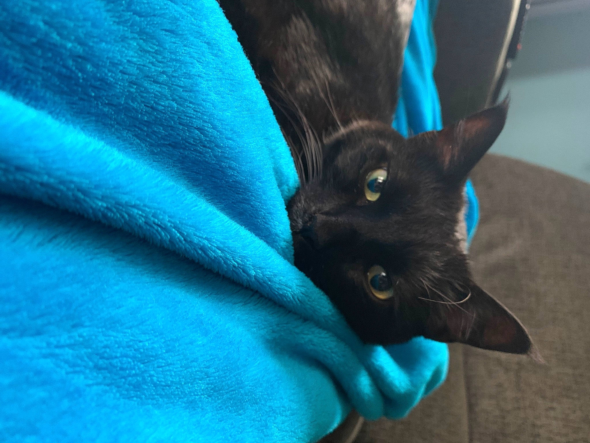 Lightning Bolt is registered to the contest to win money with this photo: carnivore, cat, close_up, comfort, domestic_short_haired_cat, electric_blue, felidae, flowering_plant, fur, gesture, grey, organism, petal, plant, purple, small_to_medium_sized_cats, snout, terrestrial_animal, whiskers, wildlife