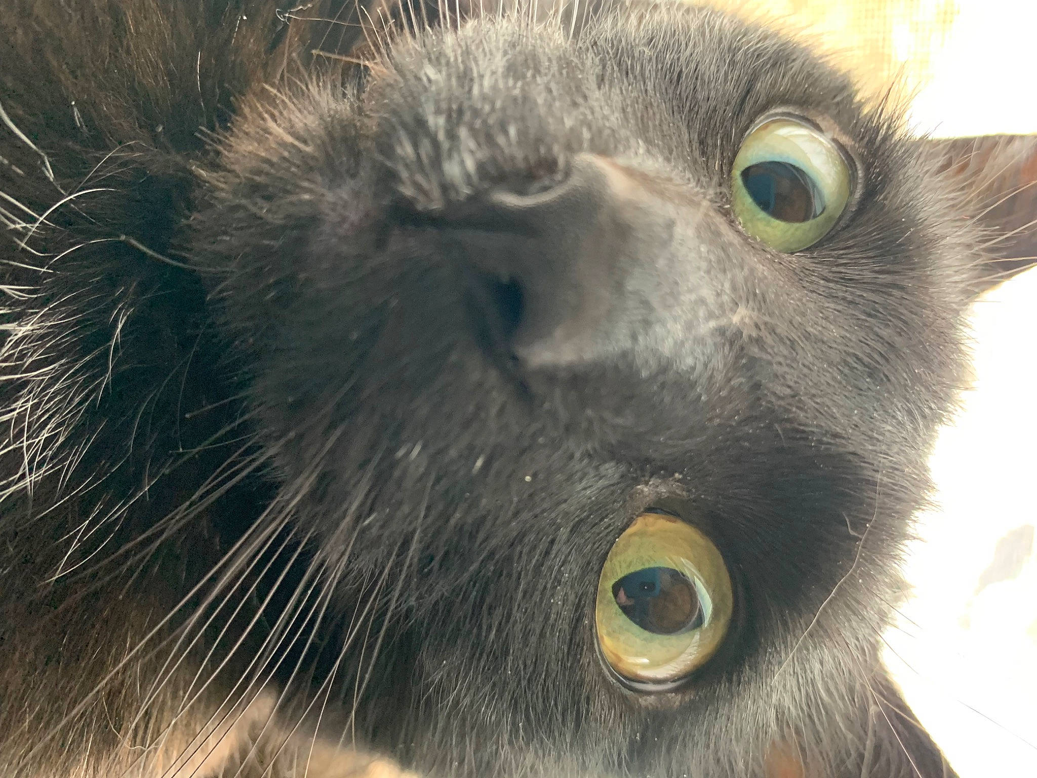 Lightning Bolt is registered to the contest to win money with this photo: carnivore, cat, close_up, curious, domestic_short_haired_cat, felidae, fur, grey, iris, nature, photography, russian_blue, small_to_medium_sized_cats, snout, terrestrial_animal, whiskers, wildlife