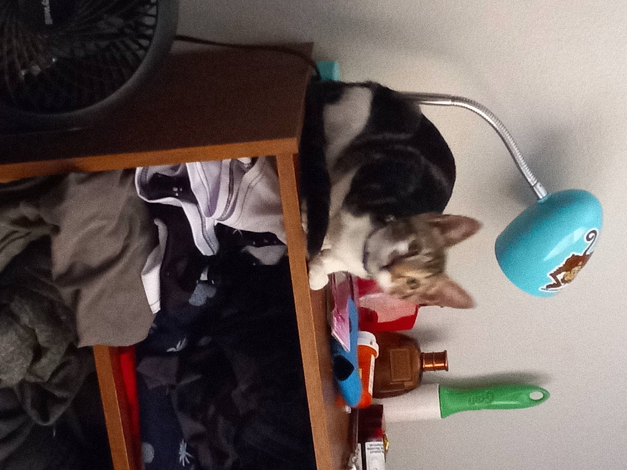 Luna is registered to the contest to win money with this photo: audio_equipment, carnivore, cat, comfort, felidae, guitar, home_appliance, mechanical_fan, microphone, musical_instrument, room, small_to_medium_sized_cats, tail, whiskers