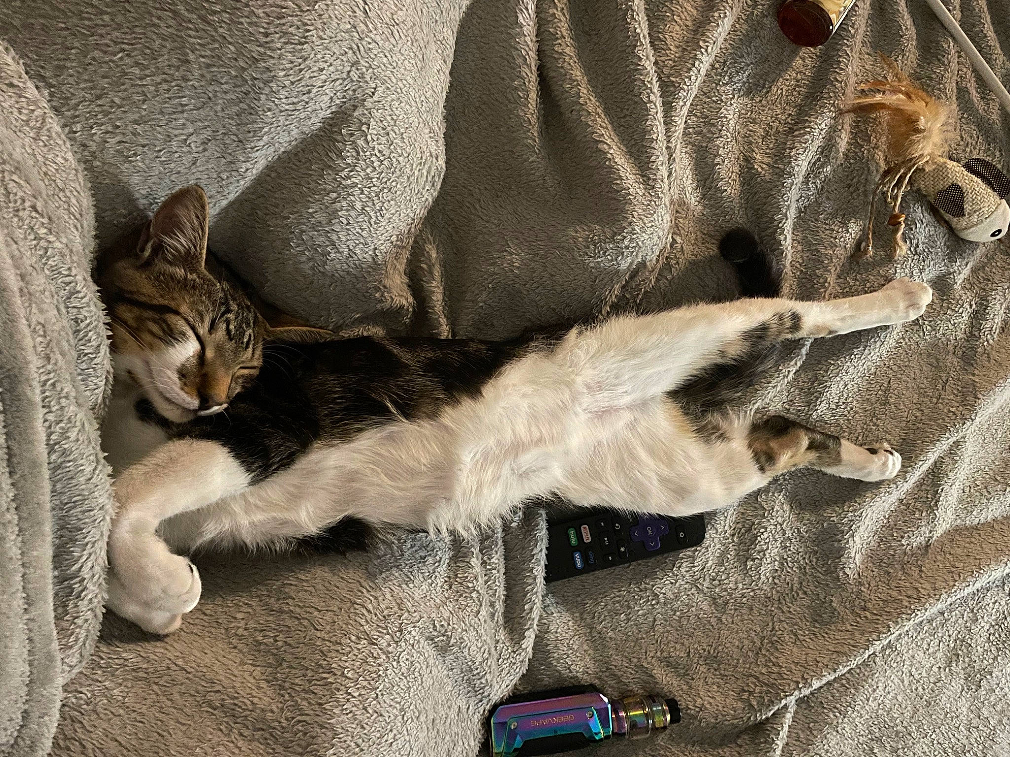 Luna is registered to the contest to win money with this photo: carnivore, cat, claw, comfort, domestic_short_haired_cat, felidae, foot, fur, gesture, grey, human_leg, linens, nap, pattern, paw, small_to_medium_sized_cats, snout, tail, whiskers