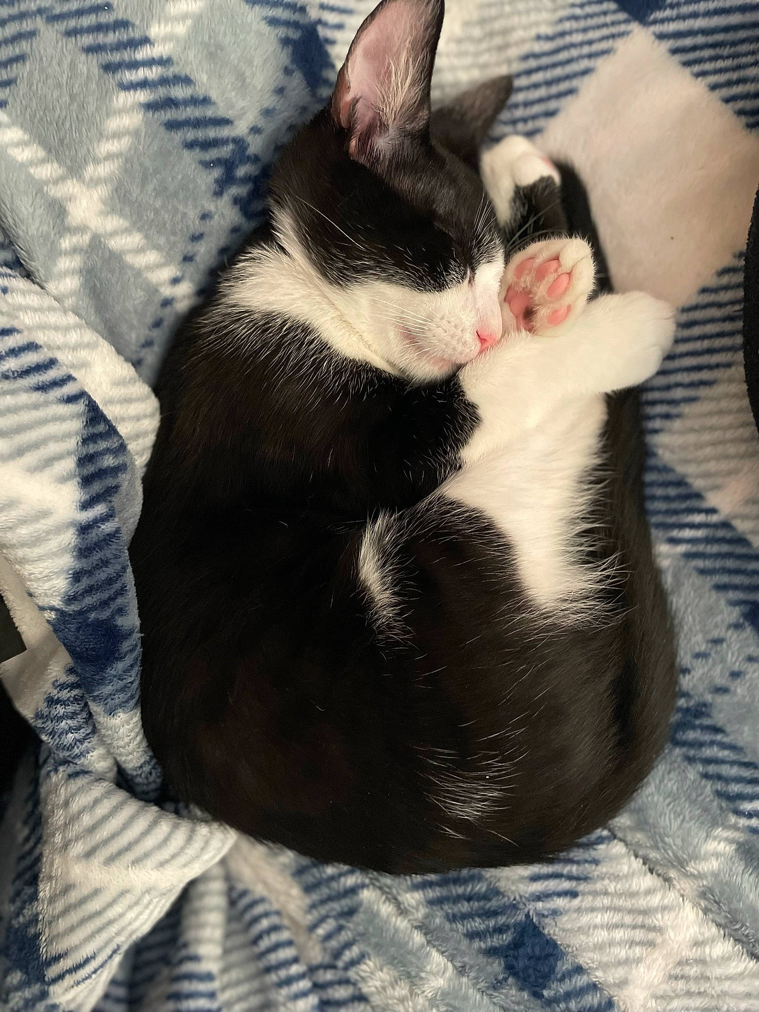 Ace joined the competition — help win amazing prizes! canidae, carnivore, cat, claw, comfort, companion_dog, dog_breed, domestic_short_haired_cat, felidae, foot, fur, grey, linens, nap, paw, sleep, small_to_medium_sized_cats, snout, tail, whiskers