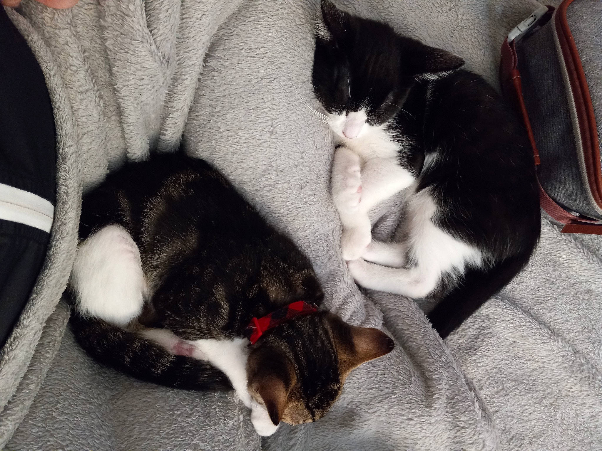 Ace joined the competition — help win amazing prizes! black_cat, carnivore, cat, claw, comfort, companion_dog, dog_breed, domestic_short_haired_cat, felidae, fur, grey, human_leg, monochrome_photography, nap, paw, sleep, small_to_medium_sized_cats, sporting_group, tail, whiskers