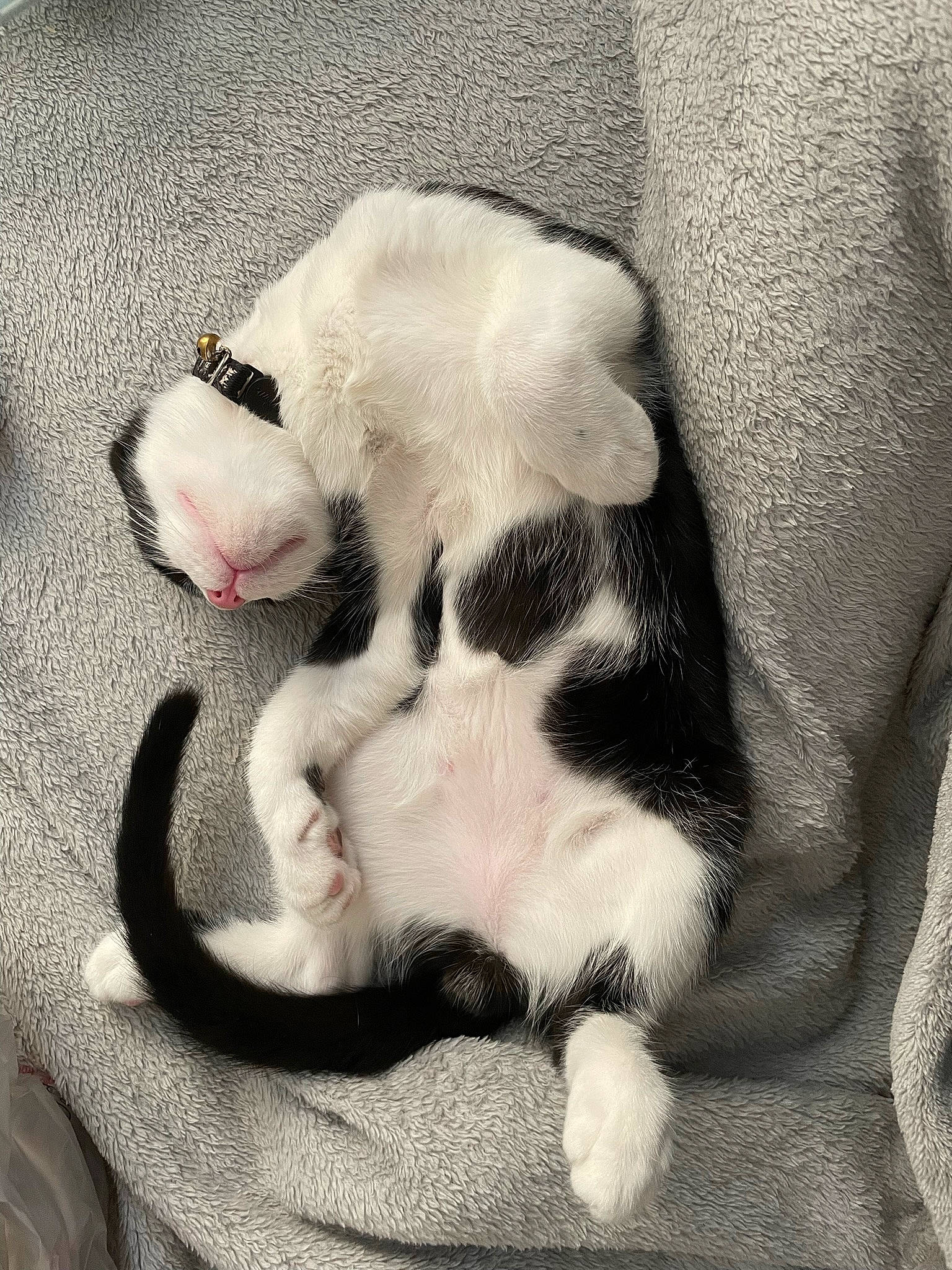 Ace is registered to the contest to win money with this photo: carnivore, cat, claw, comfort, companion_dog, dog_breed, domestic_short_haired_cat, fawn, felidae, flooring, fur, grey, linens, paw, small_to_medium_sized_cats, snout, sporting_group, tail, terrestrial_animal, whiskers