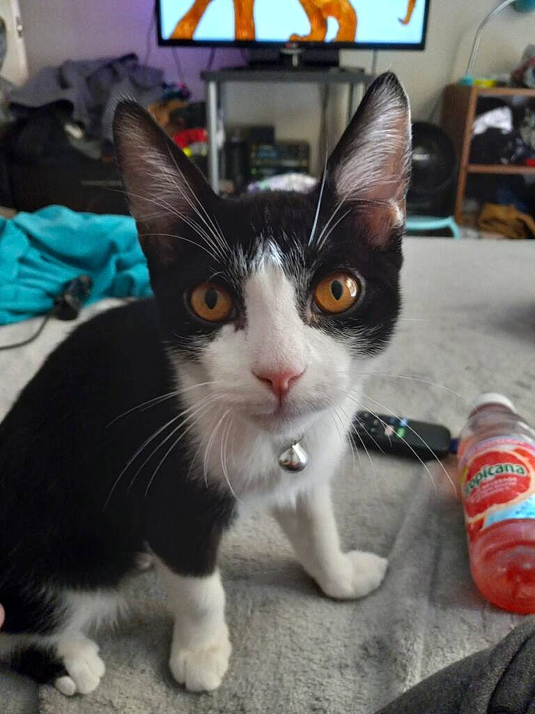 Ace joined the competition — help win amazing prizes! aluminum_can, beverage_can, bottle, cable_television, carnivore, cat, domestic_short_haired_cat, eye, felidae, fur, paw, picture_frame, plastic_bottle, small_to_medium_sized_cats, snapshot, snout, tail, television, tin_can, whiskers