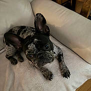 Willow joined the competition — help win amazing prizes! dog, french_bulldog, pet, indoor, couch, blanket, fur, animal, ears, paw, looking, relaxed, home, cute, companion, canine, black_and_white, resting, curious, domestic
