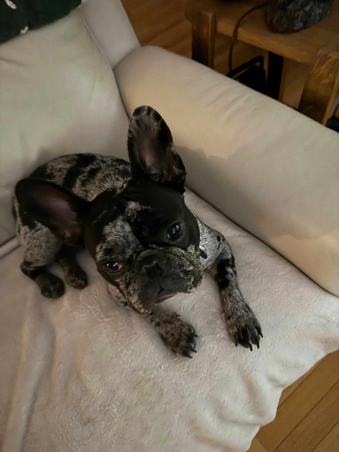 Willow joined the competition — help win amazing prizes! dog, french_bulldog, pet, indoor, couch, blanket, fur, animal, ears, paw, looking, relaxed, home, cute, companion, canine, black_and_white, resting, curious, domestic