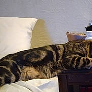 Jumper is registered to the contest to win money with this photo: animal, bottle, cat, close_up, cozy, domestic, fur_pattern, furniture, household_items, indoor, pet, pillow, relaxed, resting, scissors, side_view, sleeping, striped_fur, tabby, wooden_table