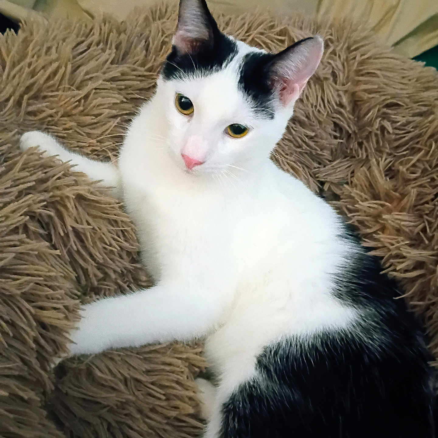 Leo joined the competition — help win amazing prizes! animal, black_and_white, cat, cozy, curious, cute, domestic_animal, ears, feline, fluffy_cushion, fur, indoor, laying_down, pet, pink_nose, relaxed, resting, soft_texture, whiskers, white_cat