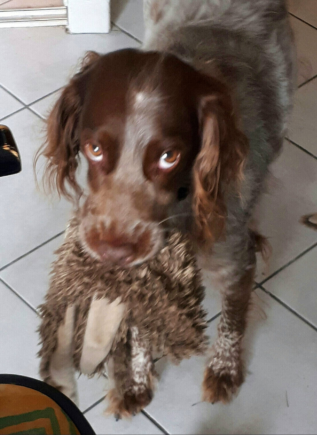 Mila a rejoint le concours — aidez-le/la à gagner de superbes lots ! canidae, carnivore, cocker_spaniel, companion_dog, dog, dog_breed, ear, flooring, fur, gun_dog, hunting_dog, liver, pointing_breed, snout, spaniel, sporting_group, whiskers, working_animal