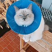 Ulka a rejoint le concours — aidez-le/la à gagner de superbes lots ! cat, blue_eyes, cone_collar, pet, indoor, wooden_bench, fur, animal, sitting, close_up, face, whiskers, tile_floor, plant, furniture, domestic_animal, looking_up, unimpressed, fluffy, houseplant
