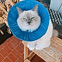 cat, blue_eyes, cone_collar, pet, indoor, wooden_bench, fur, animal, sitting, close_up, face, whiskers, tile_floor, plant, furniture, domestic_animal, looking_up, unimpressed, fluffy, houseplant