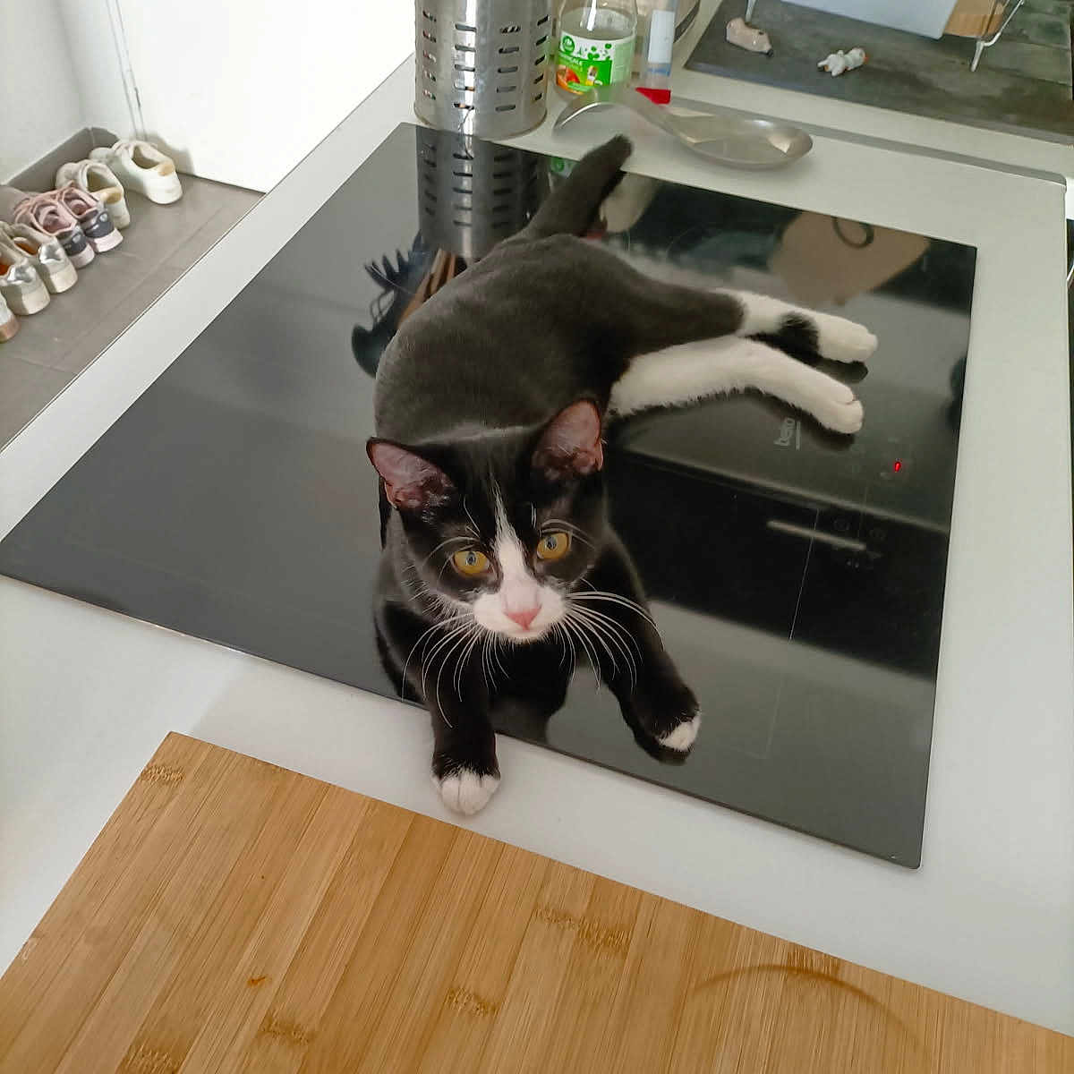 Fyodor participe au concours pour gagner de l'argent avec cette photo : appliance, black_and_white, cat, container, countertop, curious, cutting_board, domestic, floor, household, indoor, kitchen, kitten, pet, reflection, relaxed, shoes, stove_top, tableware, utensils