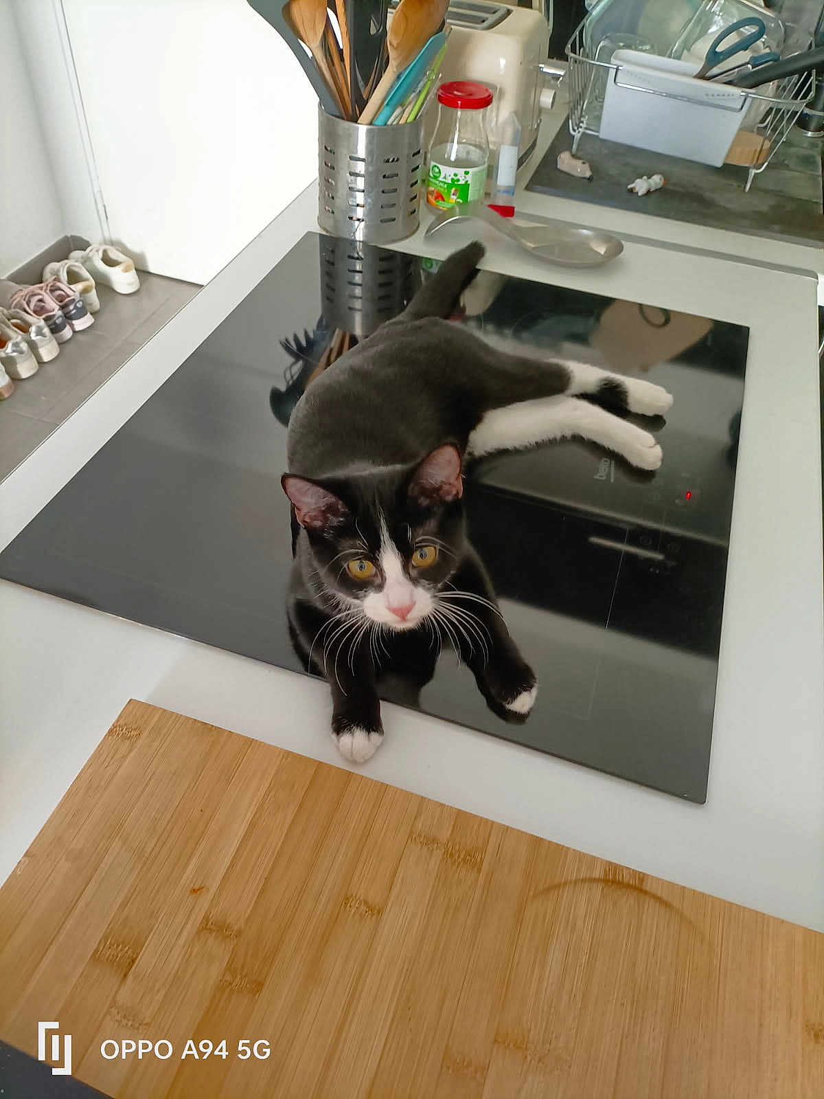 Fyodor participe au concours pour gagner de l'argent avec cette photo : appliance, black_and_white, cat, container, countertop, curious, cutting_board, domestic, floor, household, indoor, kitchen, kitten, pet, reflection, relaxed, shoes, stove_top, tableware, utensils