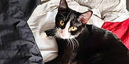 Fyodor participe au concours pour gagner de l'argent avec cette photo : animal, bed, black_and_white, blanket, cat, cozy, cute, domestic_cat, fur, indoor, looking_at_camera, paw, pet, red_blanket, relaxed, resting, soft, whiskers, white_blanket, yellow_eyes