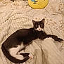 cat, black_and_white_cat, blanket, pillow, emoji_pillow, bed, indoor, resting, feline, pet, cozy, soft_texture, relaxed, fur, animal, cute, comfortable, home, sleepy, domestic