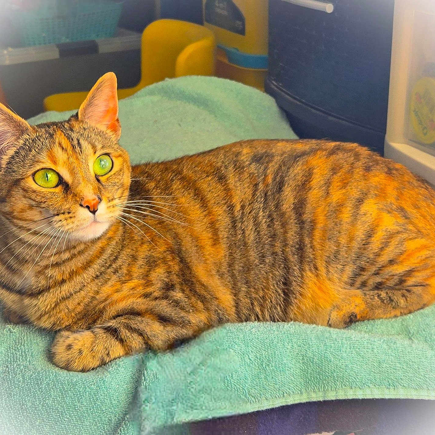Satina is registered to the contest to win money with this photo: animal, brown, cat, closeup, comfort, cute, ears, feline, green_eyes, indoors, orange, pet, relaxed, resting, soft_texture, striped_fur, tabby_cat, towel, whiskers, yellow