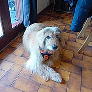 Gribouille a rejoint le concours — aidez-le/la à gagner de superbes lots ! dog, indoor, tile_floor, bandana, brown_dog, long_hair, pet, resting, looking_up, window, door, curtain, coat, floor, home, furniture, light, animal, cute, companion