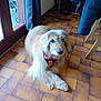 dog, indoor, tile_floor, bandana, brown_dog, long_hair, pet, resting, looking_up, window, door, curtain, coat, floor, home, furniture, light, animal, cute, companion
