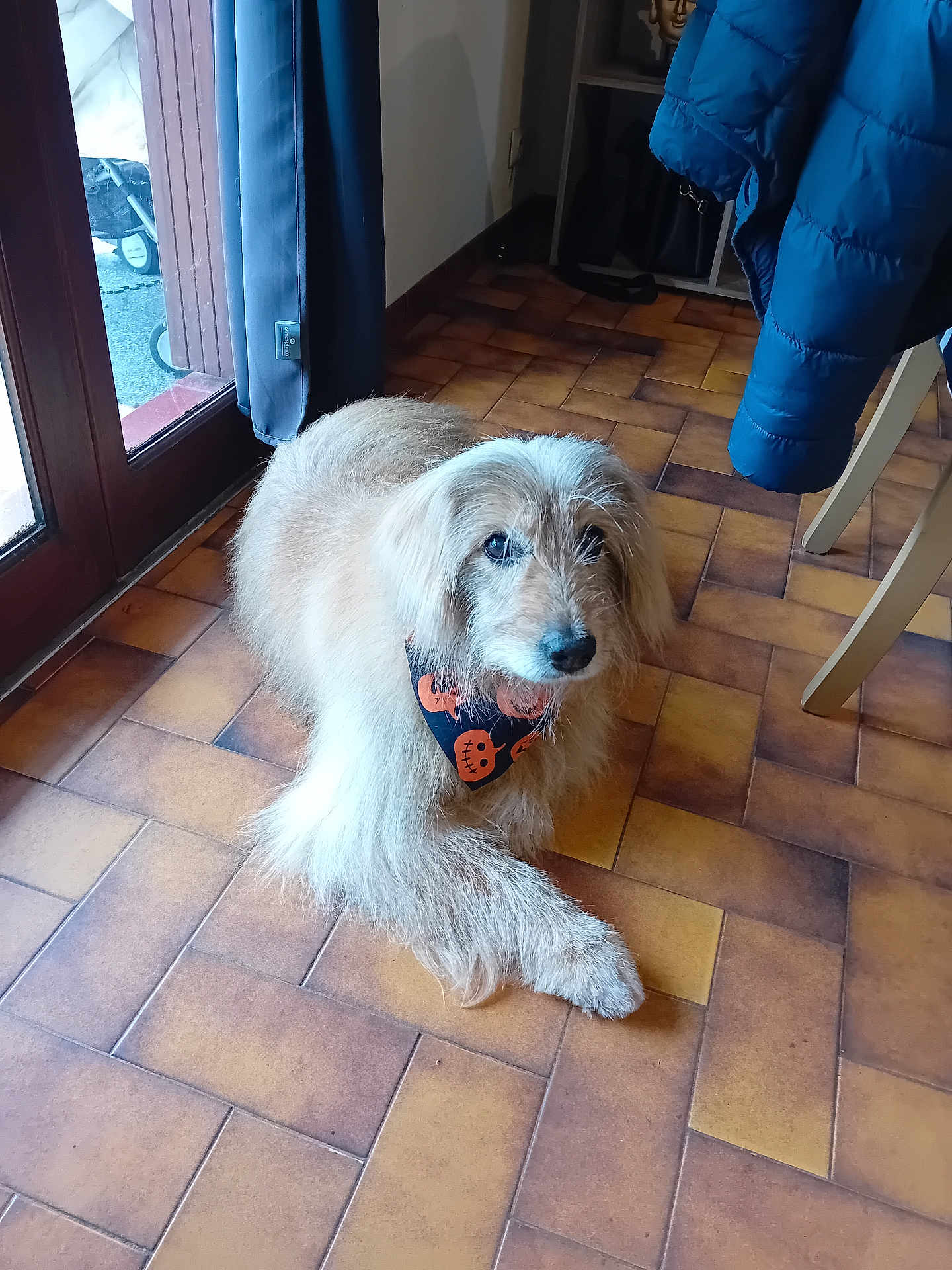 Gribouille a rejoint le concours — aidez-le/la à gagner de superbes lots ! dog, indoor, tile_floor, bandana, brown_dog, long_hair, pet, resting, looking_up, window, door, curtain, coat, floor, home, furniture, light, animal, cute, companion