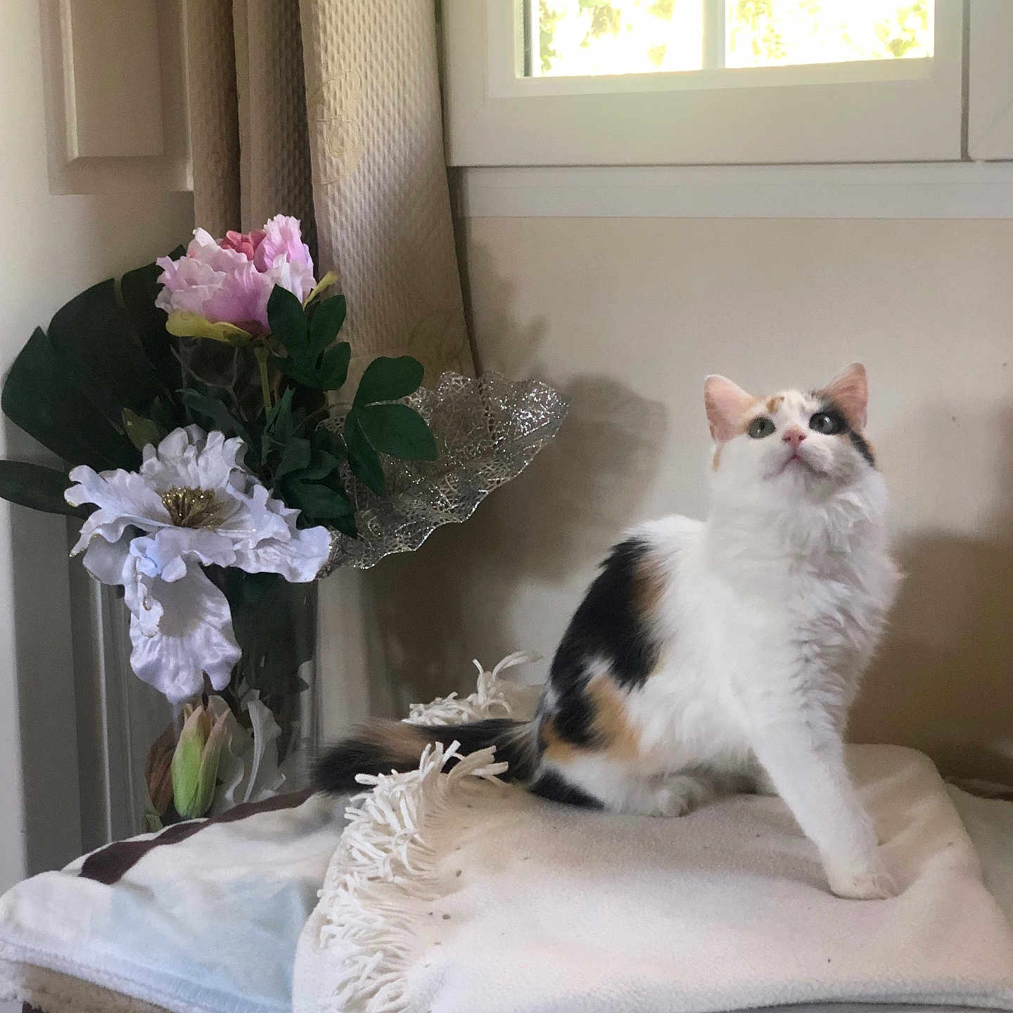 Praline participe au concours pour gagner de l'argent avec cette photo : angora, animal, bed, bedroom, canine, cat, dog, flower, flowerarrangement, flowerbouquet, furniture, ikebana, indoors, kitten, pet, petal, plant, pottedplant, room, rose