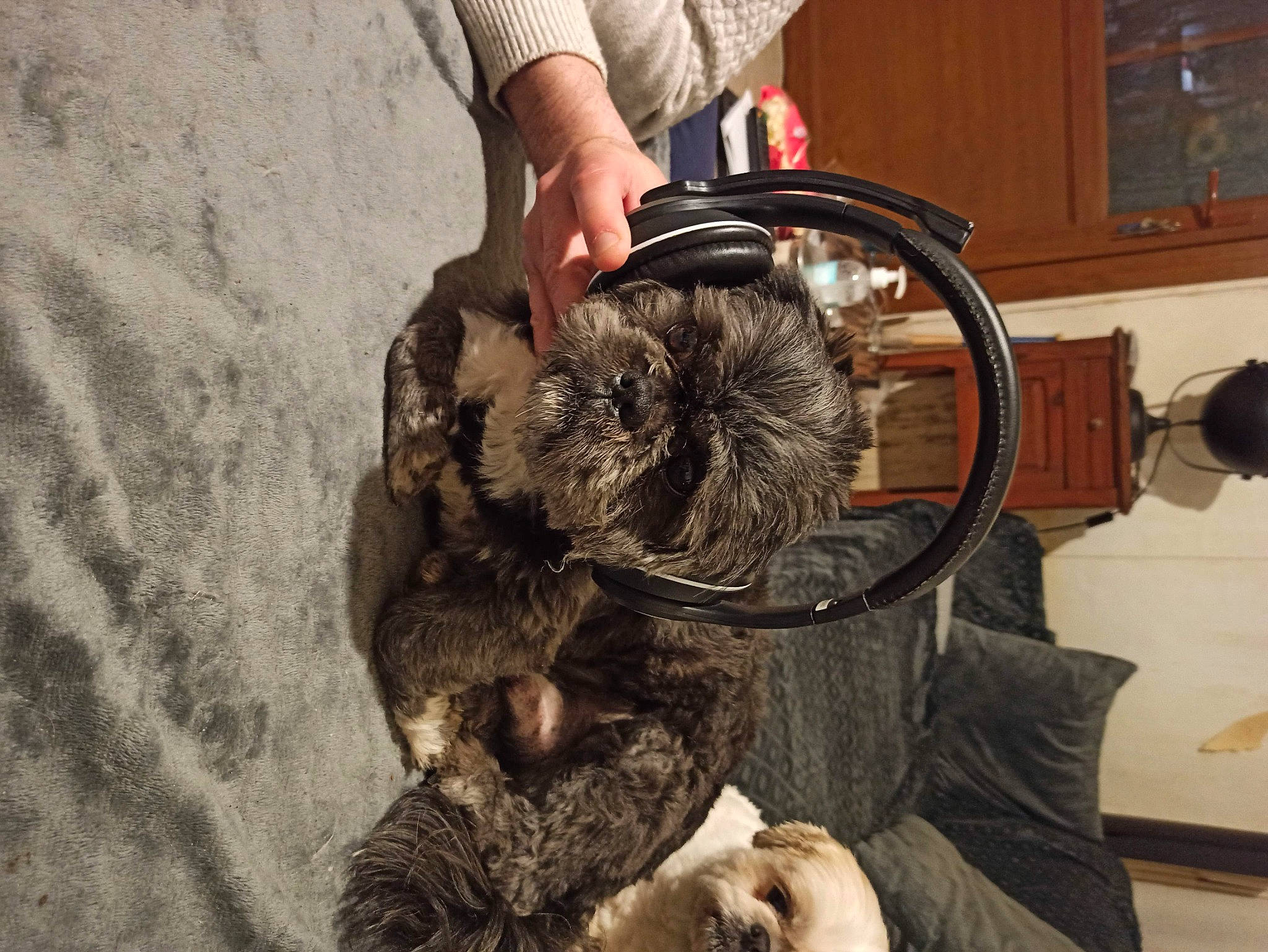 Meïko a rejoint le concours — aidez-le/la à gagner de superbes lots ! automotive_tire, automotive_wheel_system, bicycle_tire, canidae, carnivore, cat, comfort, companion_dog, dog_breed, domestic_short_haired_cat, felidae, fur, mammal, small_to_medium_sized_cats, soil, tire, wheel, window, wood, working_animal