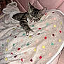 cat, kitten, sleeping, blanket, polka_dot, soft, cozy, indoor, pet, fur, paw, pink, cushion, resting, cute, tabby, animal, comfort, relaxation, nap